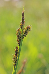 Carex raynoldsii