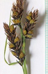 Carex raynoldsii