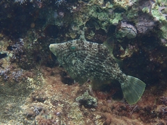 Stephanolepis diaspros