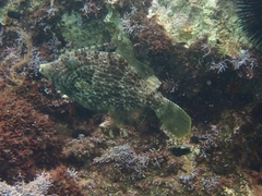 Stephanolepis diaspros