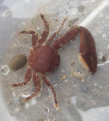 Petrolisthes manimaculis