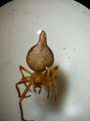 Eriovixia pseudocentrodes