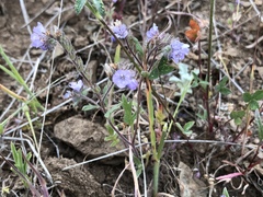 Phacelia breweri