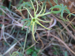 Trochomeria macrocarpa