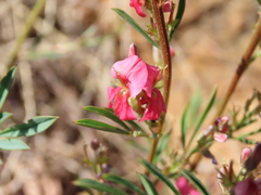 Indigofera hilaris