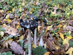Coprinopsis picacea