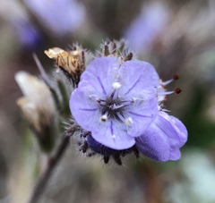 Phacelia breweri