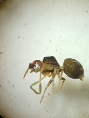 Harmochirus brachiatus