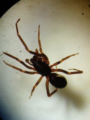 Oedignatha scrobiculata