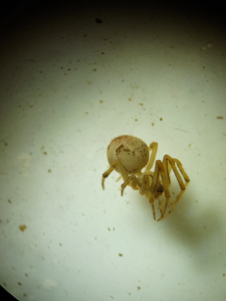 Parasteatoda triangula