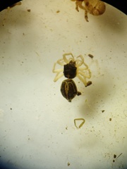 Phintella bifurcilinea