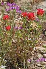 Castilleja applegatei viscida