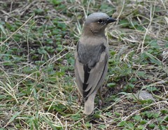 Pseudonigrita arnaudi