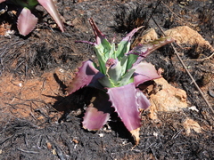 Aloe greatheadii