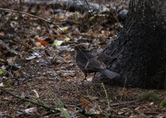 Turdus merula