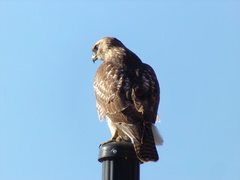 Buteo jamaicensis