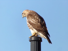 Buteo jamaicensis
