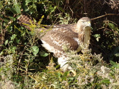 Buteo jamaicensis
