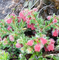 Erica haematocodon