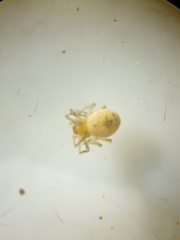 Anaxibia pictithorax