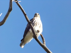 Buteo jamaicensis