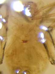 Anaxibia pictithorax