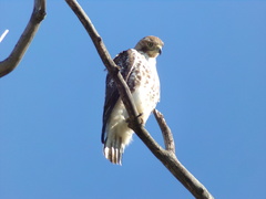 Buteo jamaicensis