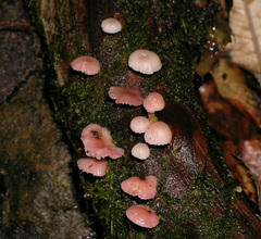 Mycena roseoflava