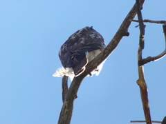Buteo jamaicensis