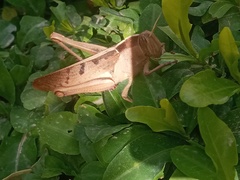 Acanthacris ruficornis