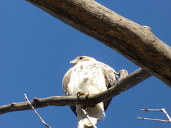 Buteo jamaicensis