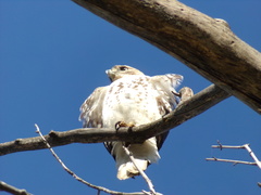 Buteo jamaicensis