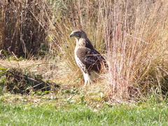 Buteo jamaicensis