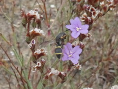 Leptochilus duplicatus