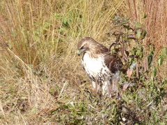 Buteo jamaicensis