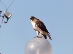 Buteo jamaicensis