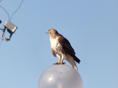 Buteo jamaicensis