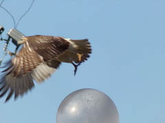 Buteo jamaicensis