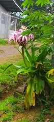 Crinum × amabile