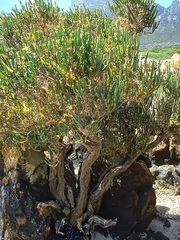 Salicornia littorea