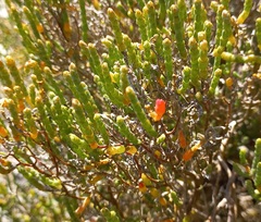Salicornia littorea