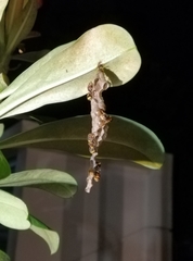 Ropalidia jacobsoni
