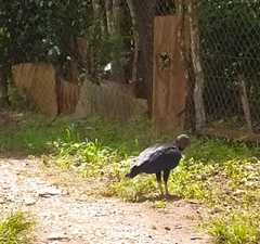 Coragyps atratus image