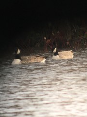 Branta hutchinsii hutchinsii