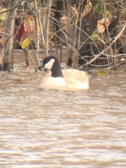 Branta hutchinsii hutchinsii