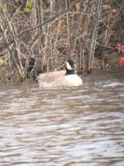 Branta hutchinsii hutchinsii