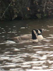 Branta hutchinsii hutchinsii