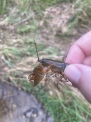 Cambarus friaufi