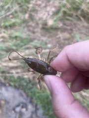 Cambarus friaufi