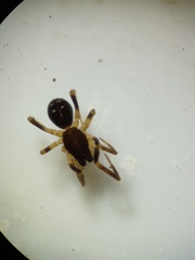 Oedignatha scrobiculata